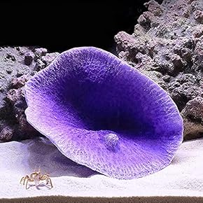 水槽内装（サンゴ） - Amazon.co.jp